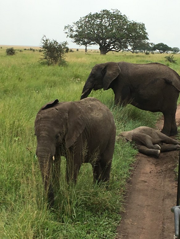 Baby Elephant Napping