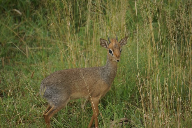 Dik-Dik