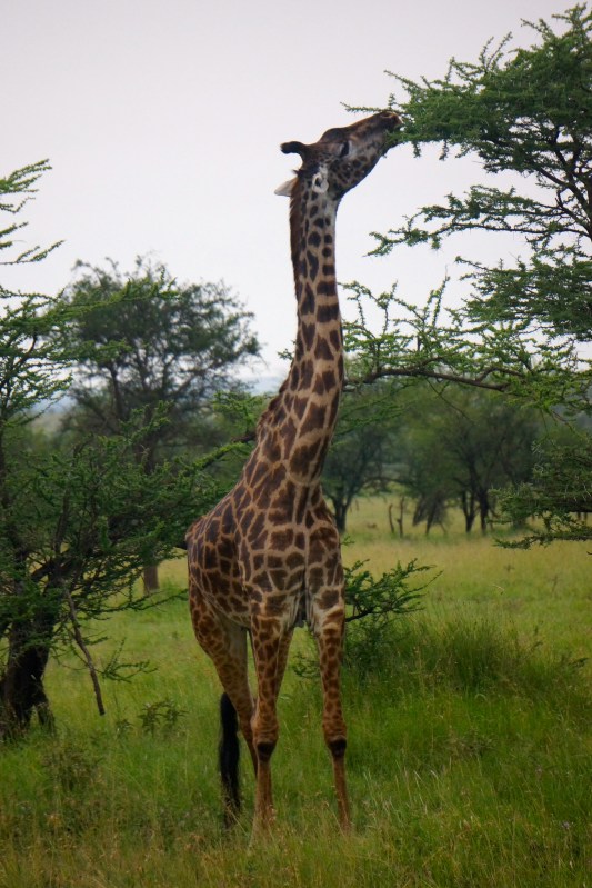 Giraffe