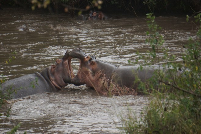 Hippos Fighting